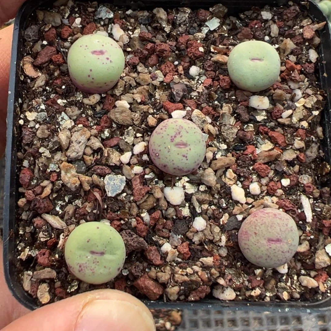 16-155肉锥多肉植物，