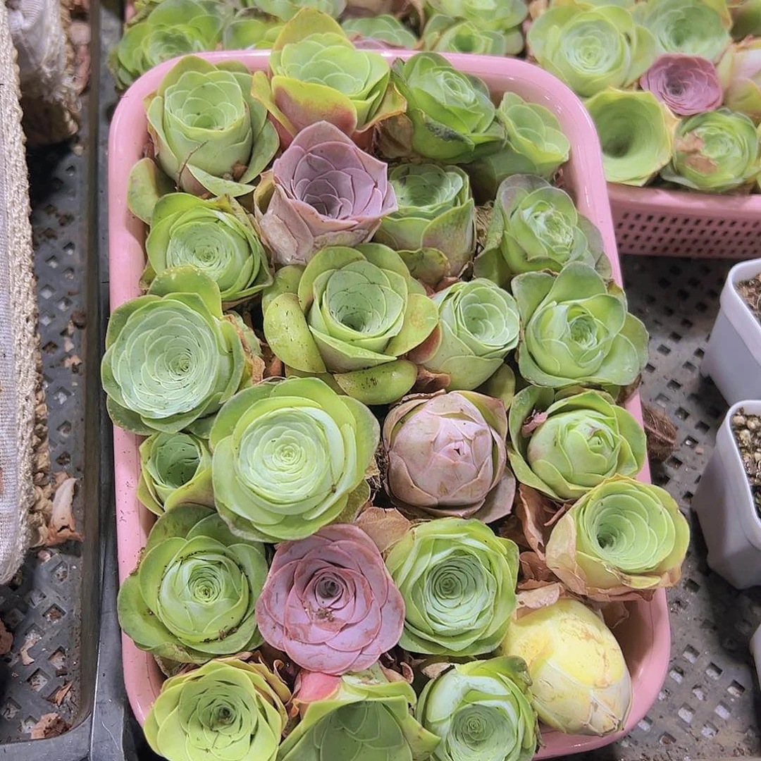 大苗26个送粉蓝子3到4厘米