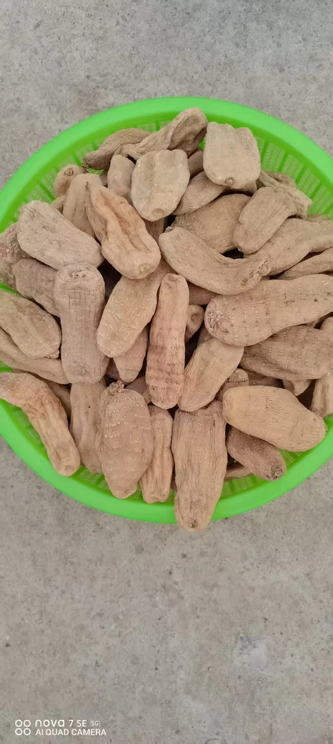 深山仿野生种植天麻