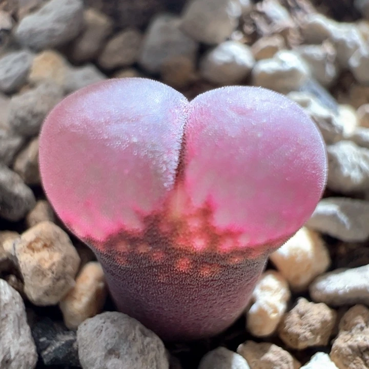 339。优选 流量密码风铃独家 2年。