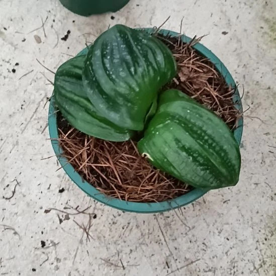 用***3无花朵特色花卉君子兰小苗