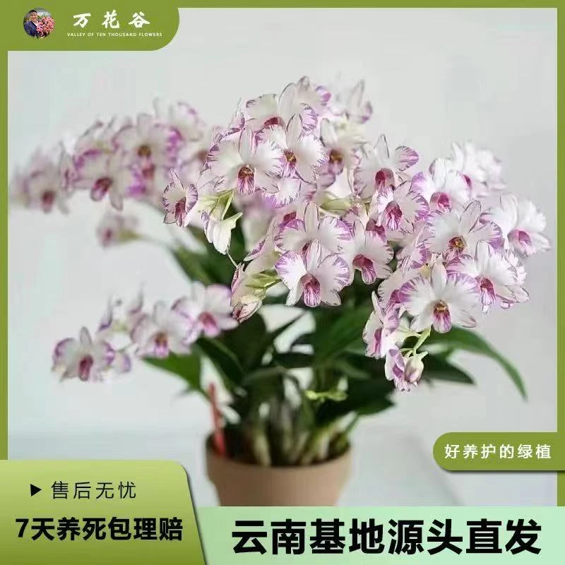 （泼墨）秋石斛兰  室内阳台前台  爆花机器 四季好养