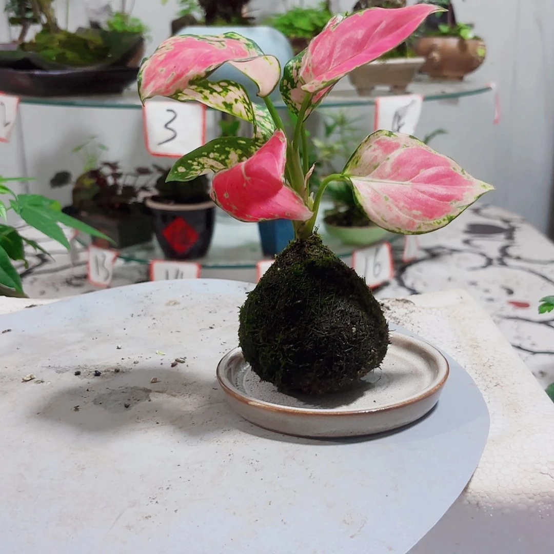 无花朵?****宝一物一拍 所见即所得43