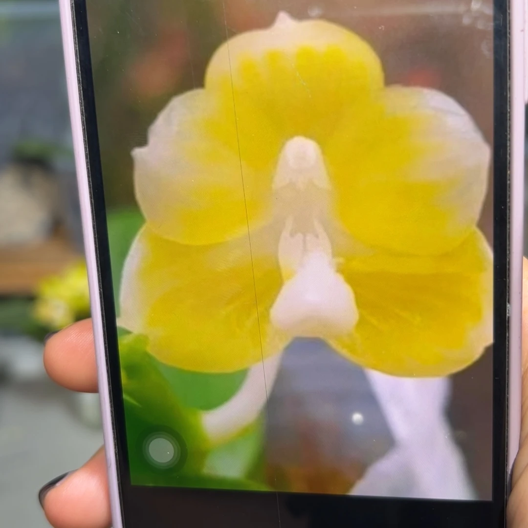 当前无花朵，栽培后可花朵山采白爪哇
