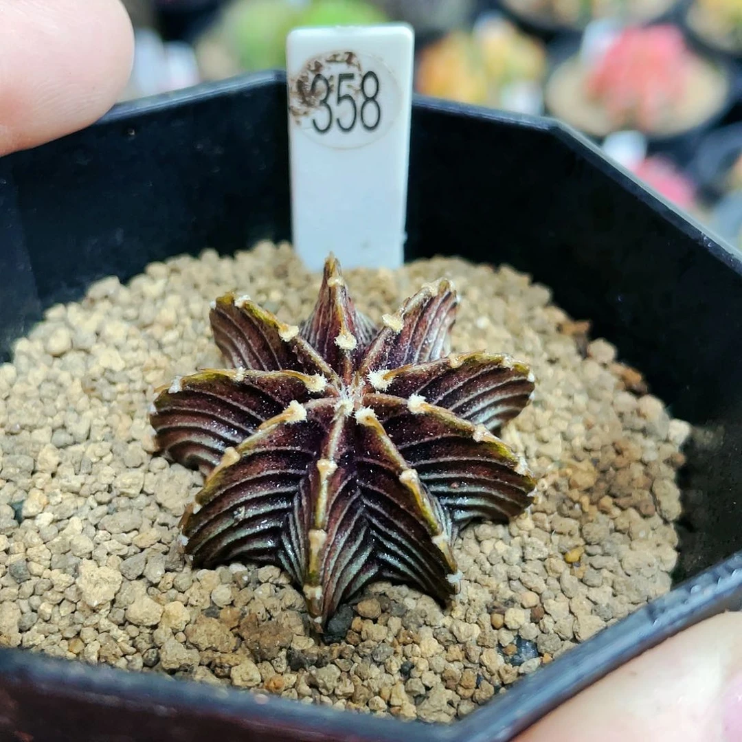 vos1241非偏远地区满25包邮