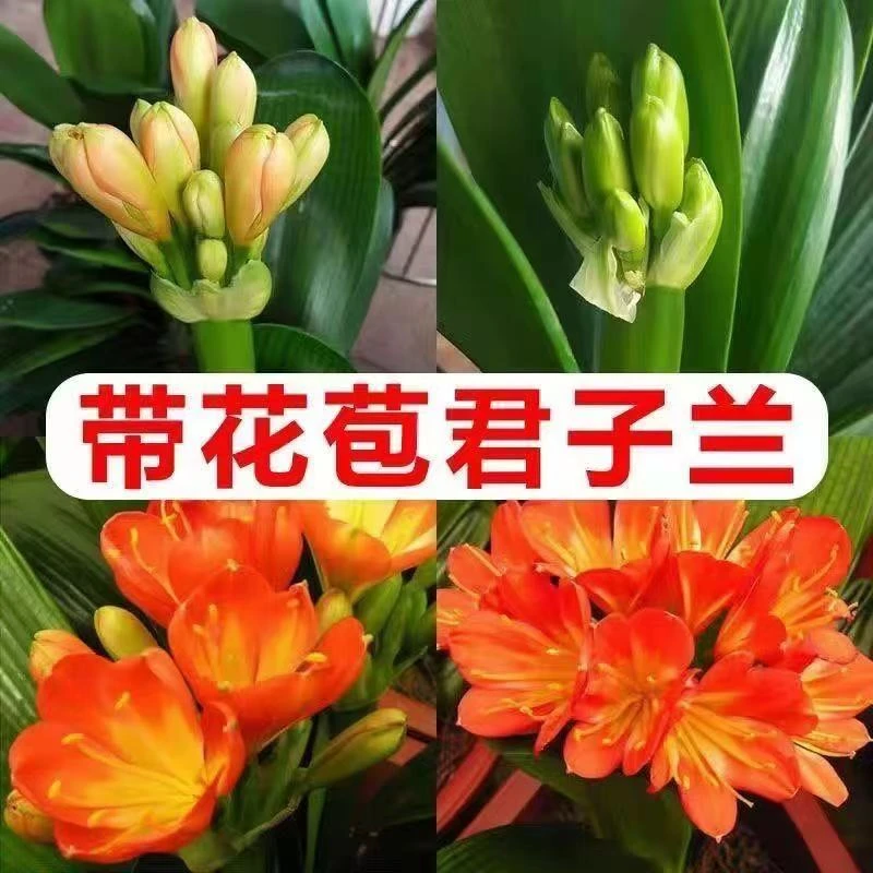 【带花苞发货】东北带花苞君子兰青苞大苗一周开花原盆原土花卉绿植