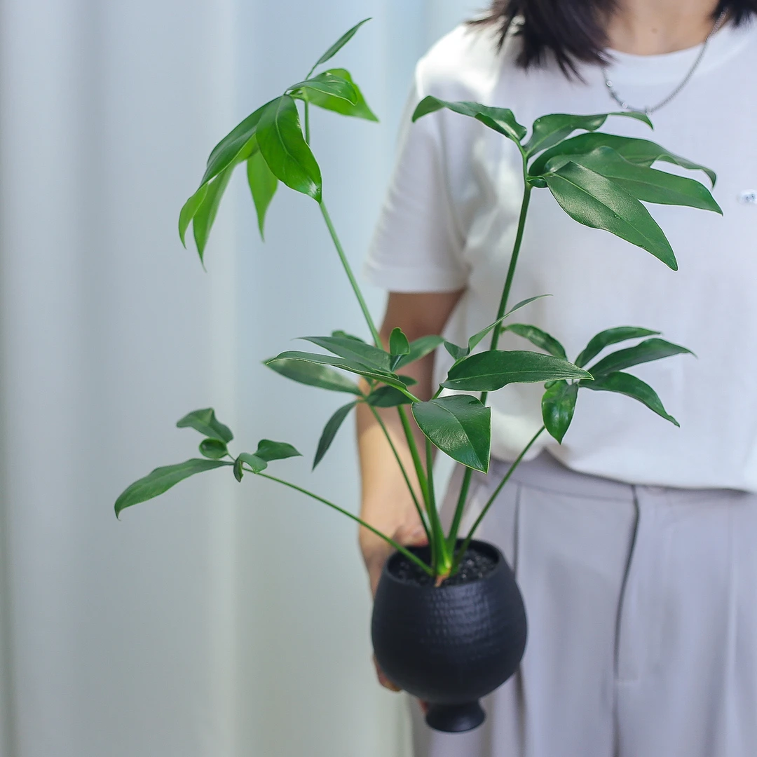 印第安羽毛蔓绿绒室内客厅好养耐阴绿植花卉净化空气稀有盆栽