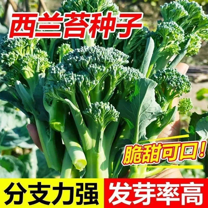 西兰苔种子西洋芥兰种籽小西蓝花芥蓝菜苔菜心四季蔬菜种子大全