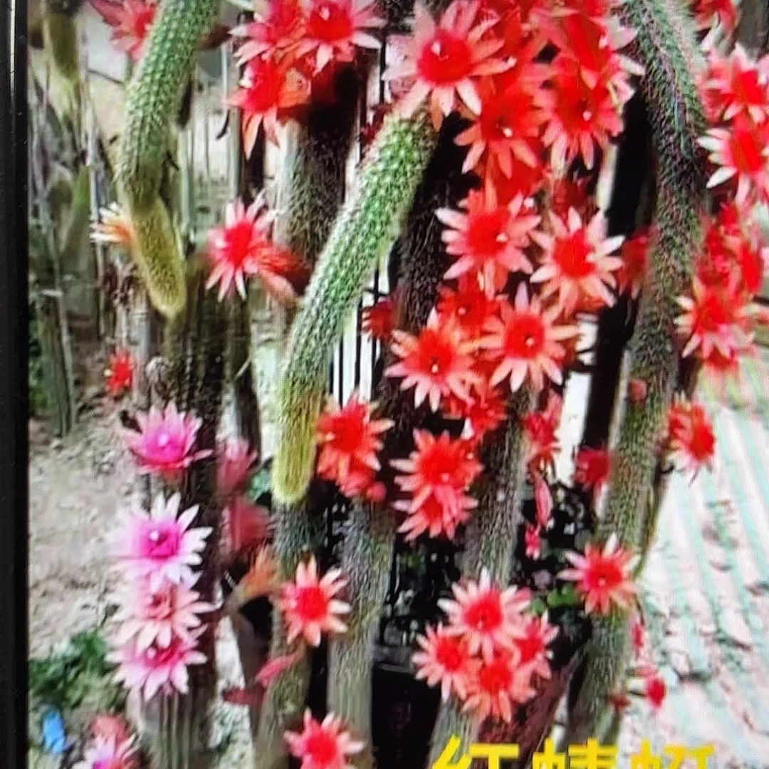 5颗红蜻蜓侧牙20包邮18