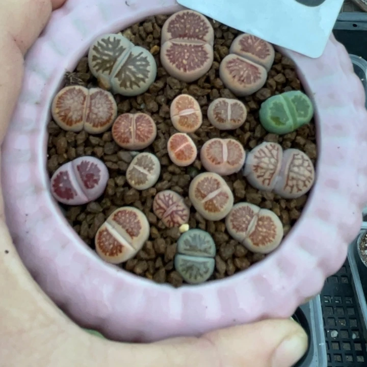 完全开放739彩菊带盆llllllll