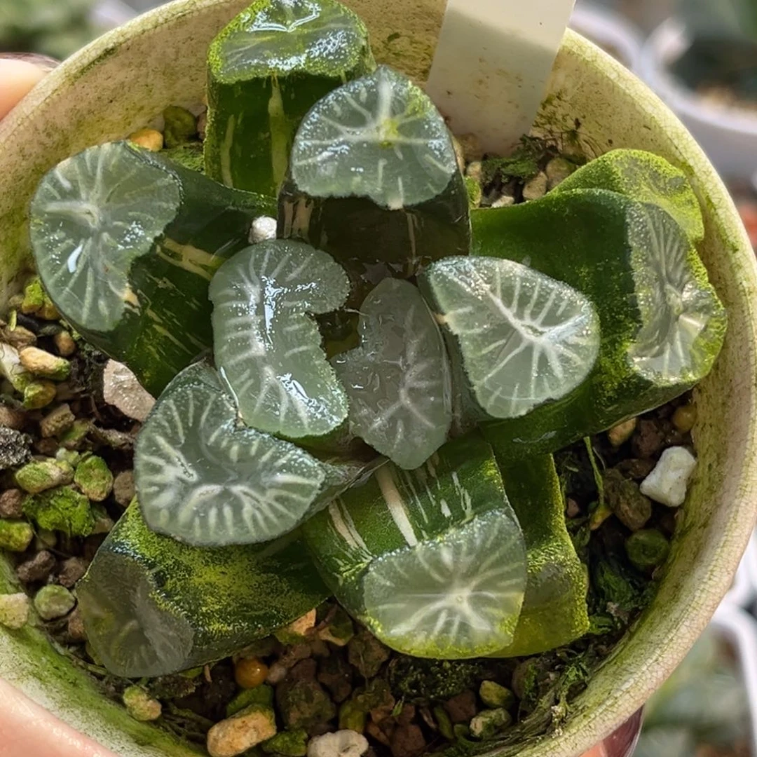 86玉龙万象锦福利专场