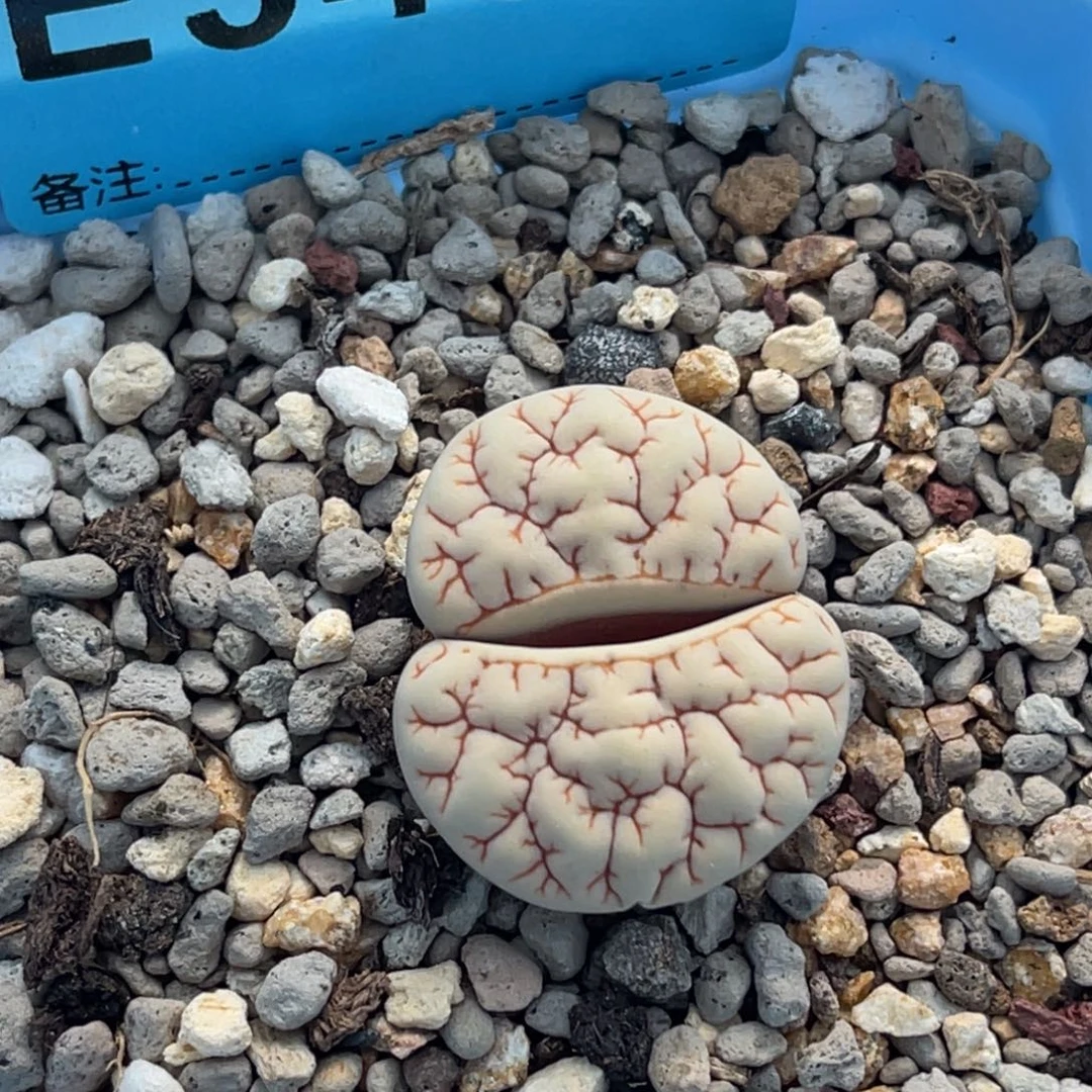 悟*3494凹凸189一颗