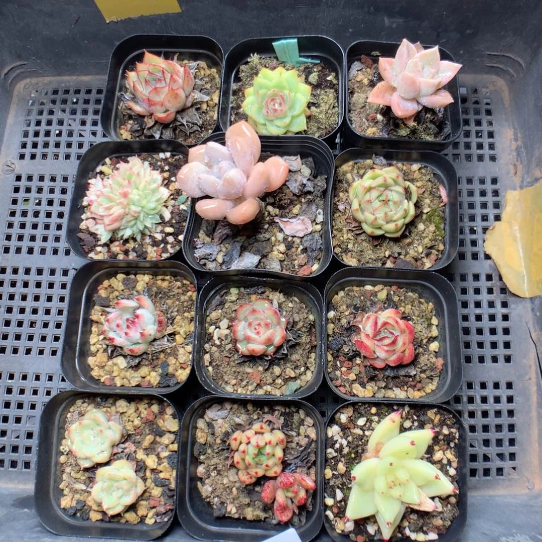 无花朵A17英语英语英语英语英语英语