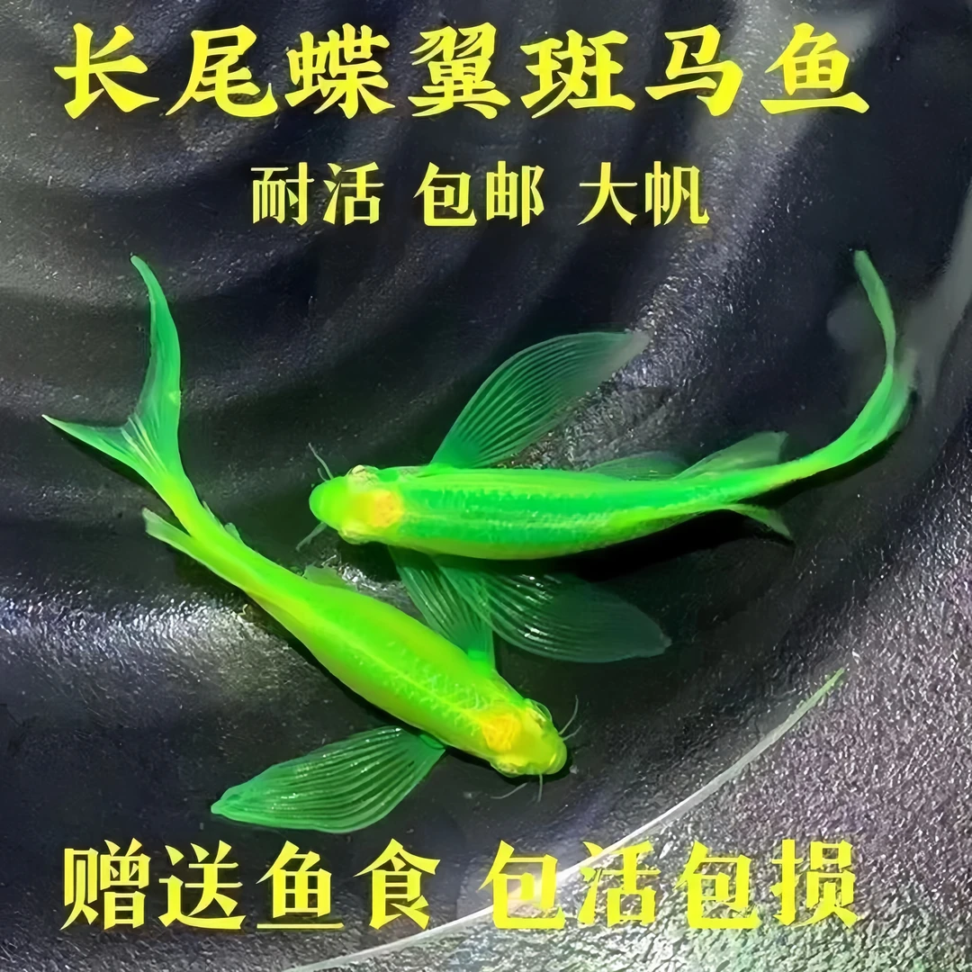 蝶翼斑马鱼长尾长鳍大帆翡翠绿观赏鱼龙凤冷水小型淡水好养小活鱼