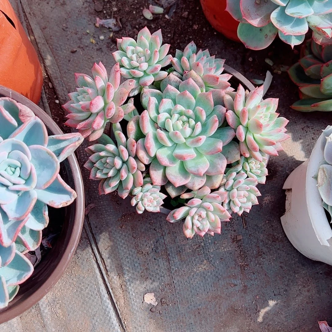 霜花多头造型精品特价