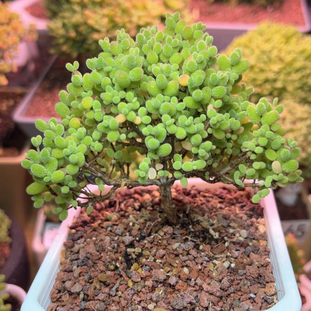 593金桔可爱多肉植物
