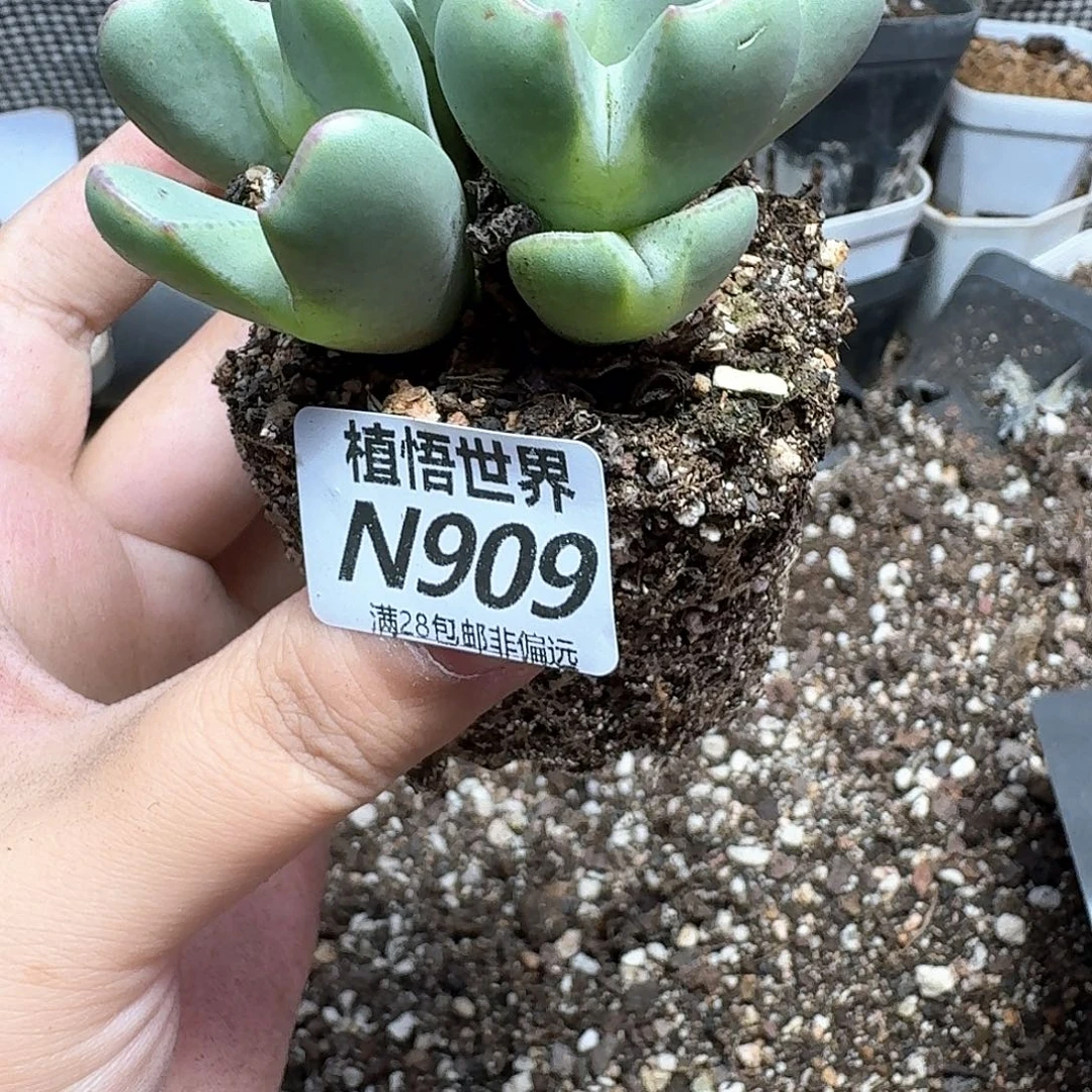 多肉植物的润泽发发