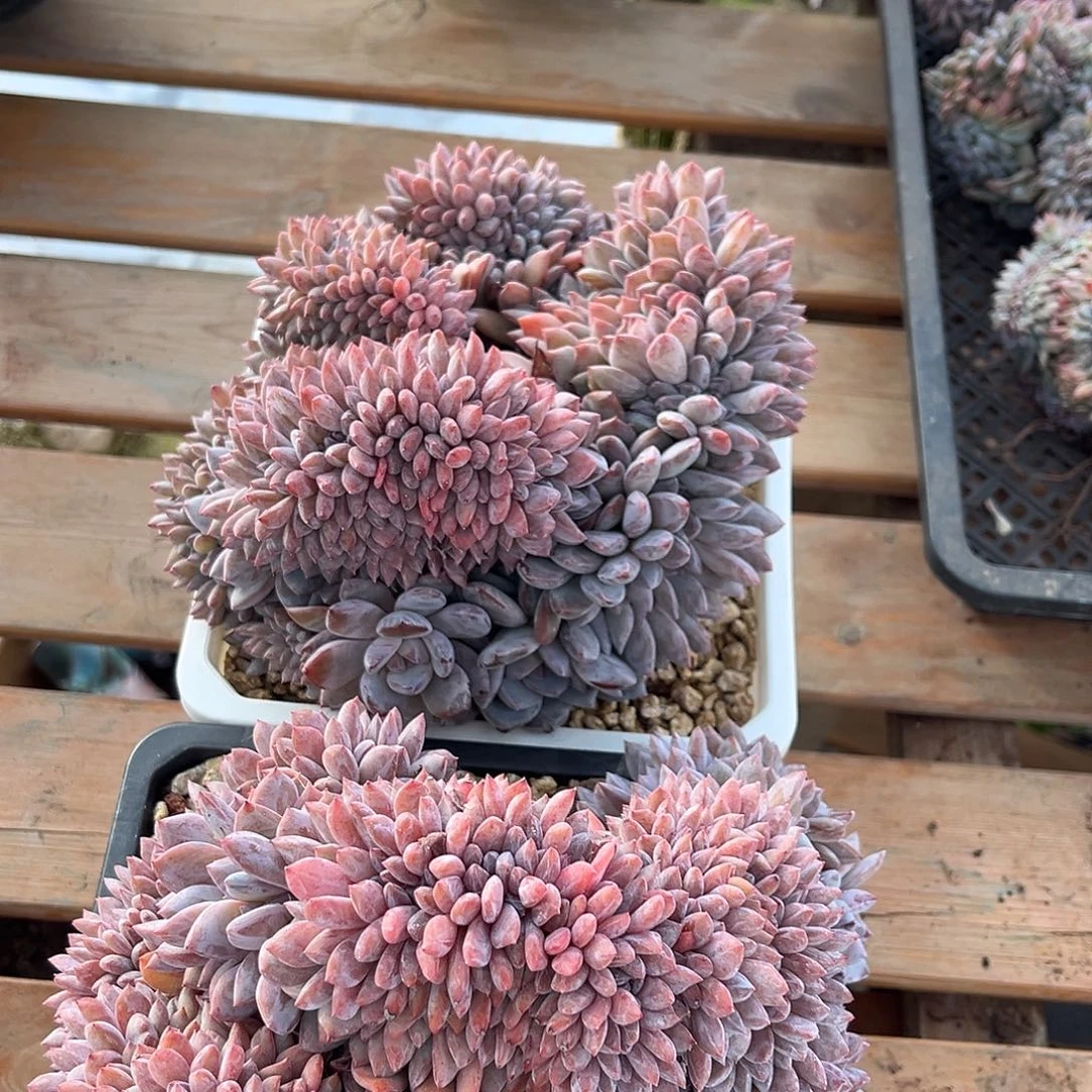 璟***゛璟滢石榴籽缀多肉植物