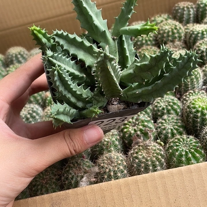 完全开放223仙人球