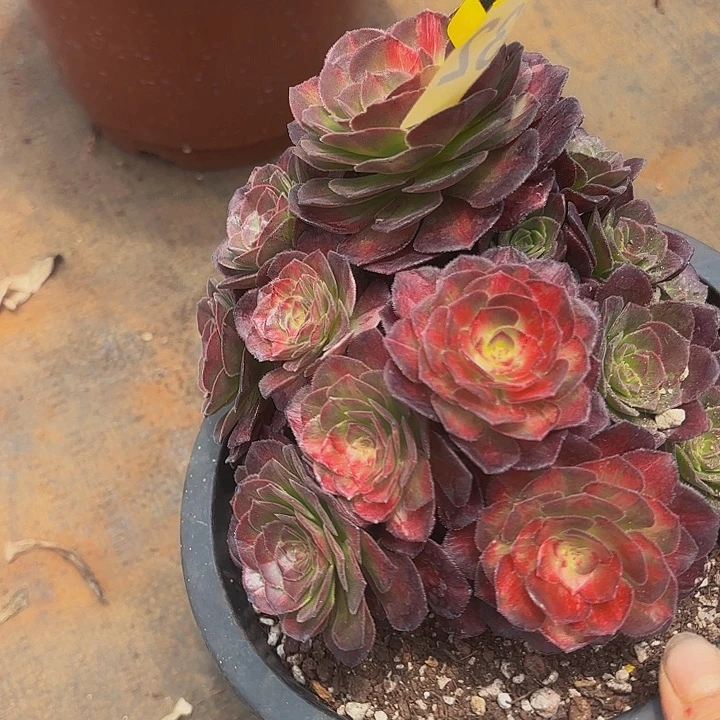 多肉植物海王七彩2232