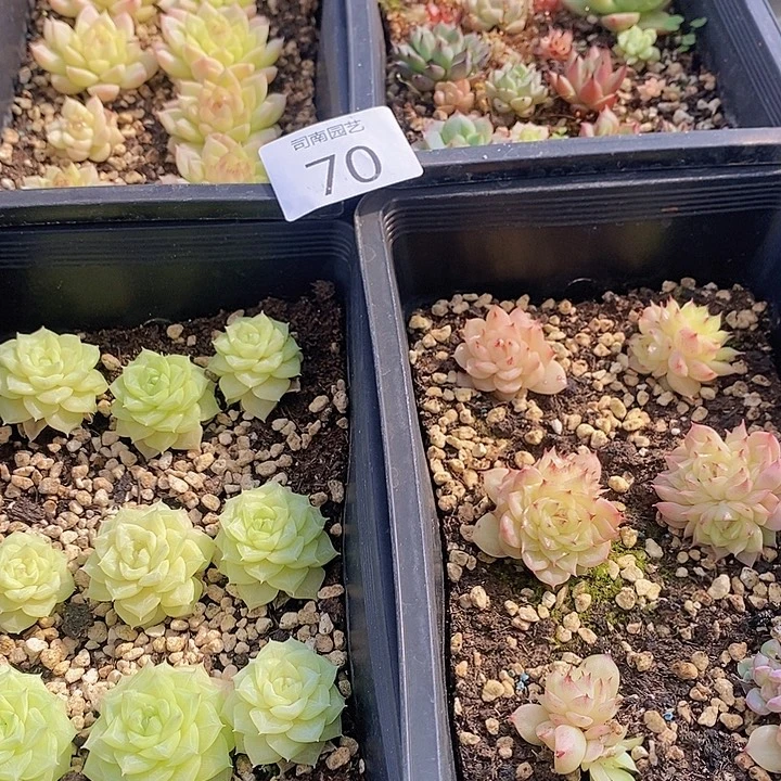70 多肉植物盆栽花卉