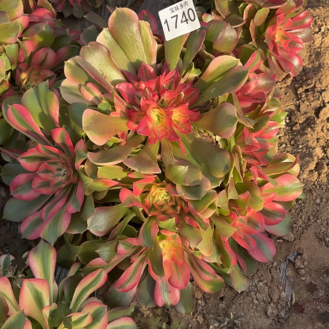 坭***坭香妃一物一拍1740一号捧