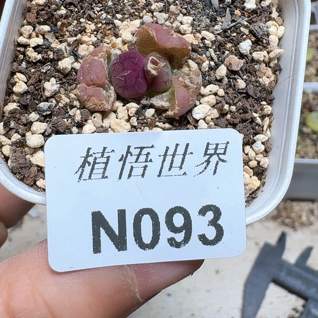 5**旗093号多肉植物哇f f