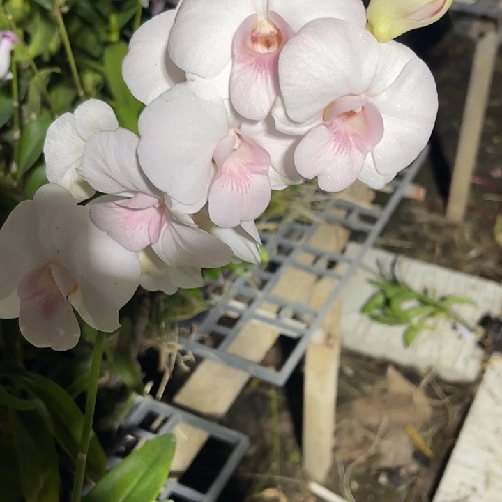 当前无花朵，栽培后可花朵萨姆1052
