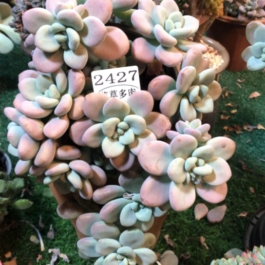 红洛神，2427，一物一拍