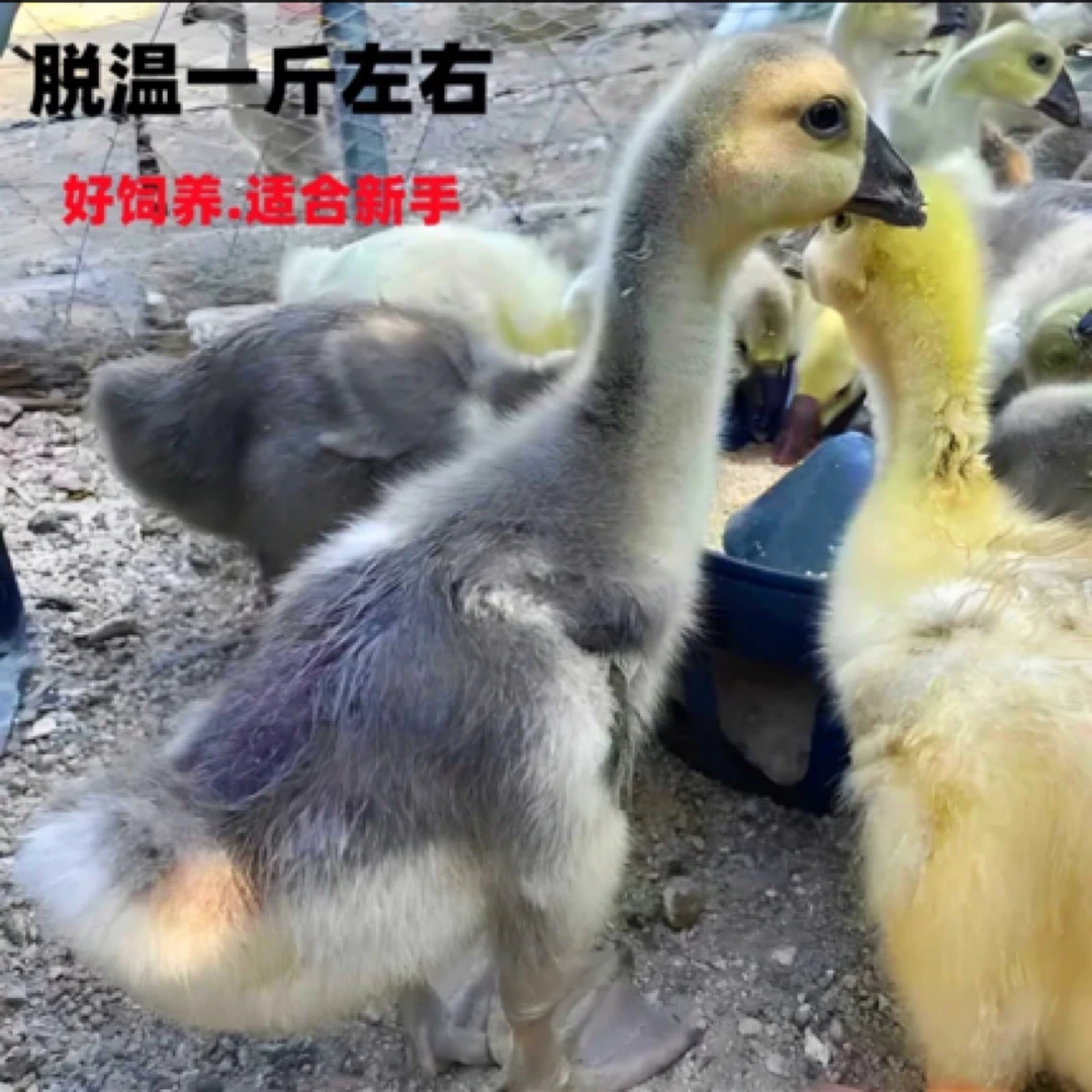 爱宠物坦克图卢兹 （一斤）左右 灰白色可选 顺丰