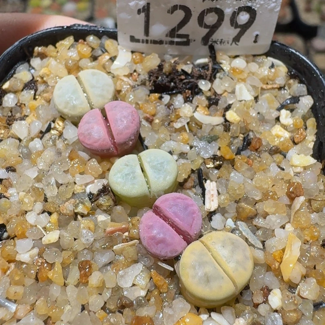 Sssss绝绝绝子生石花1299