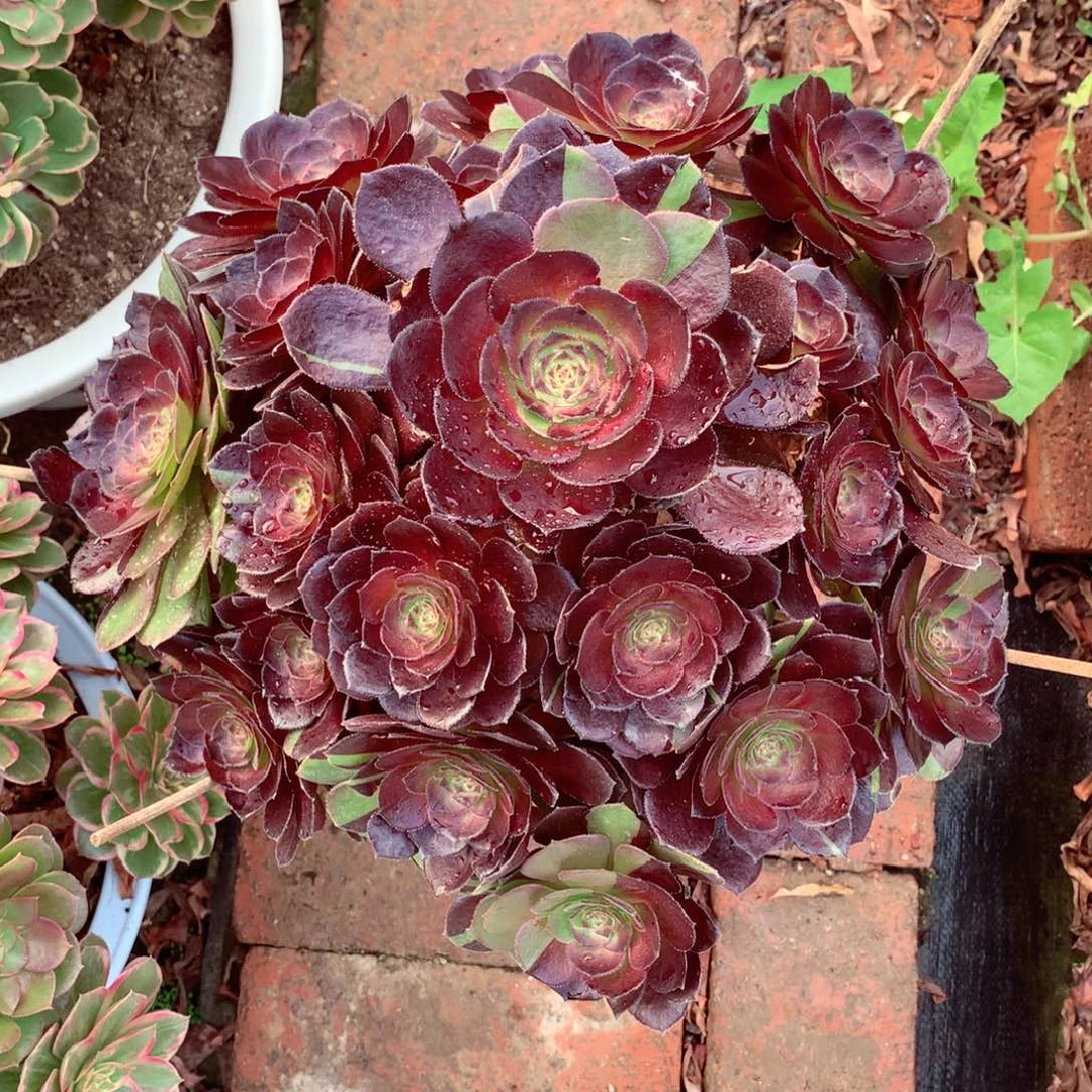花花公子，多肉植物