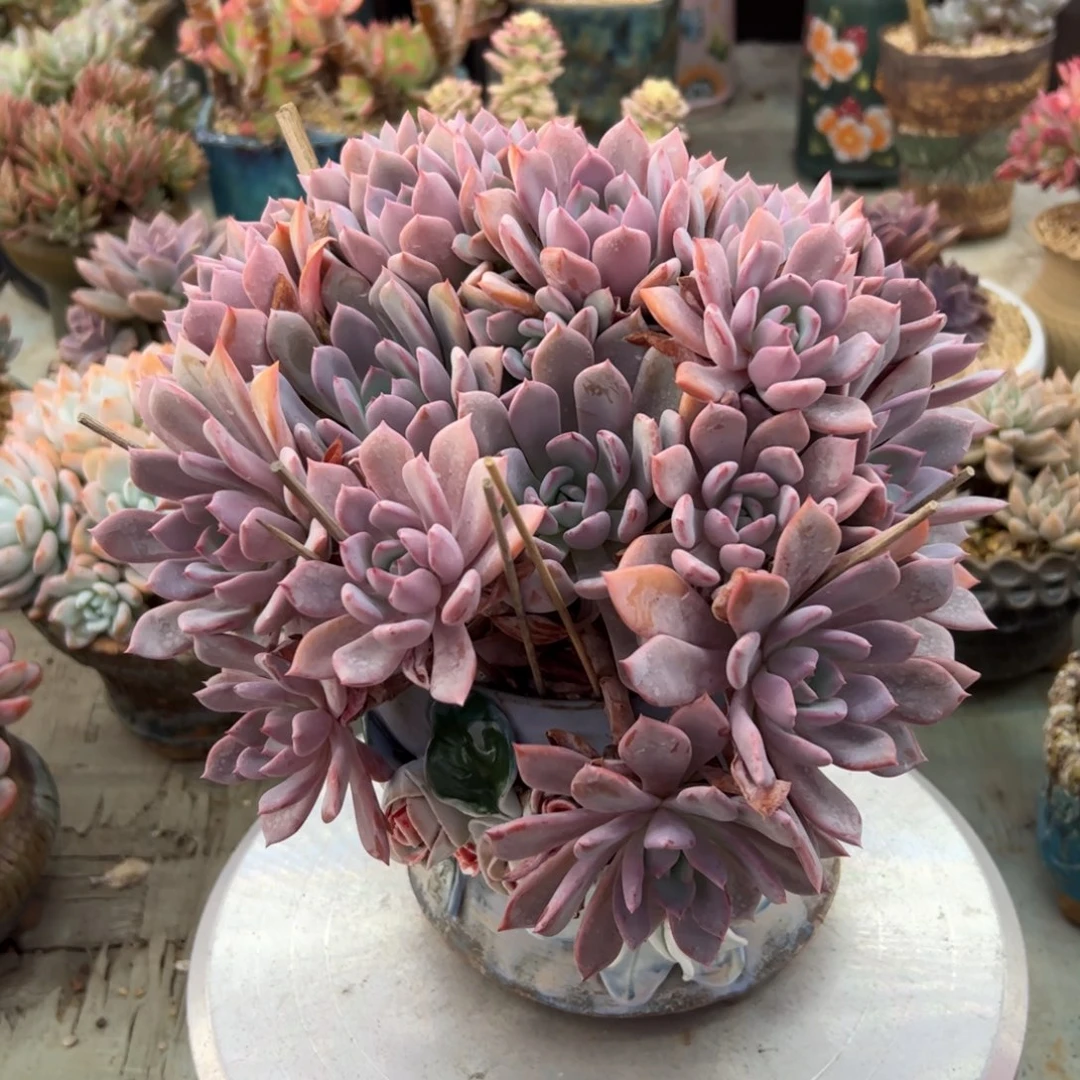 多肉68 零零多肉植物