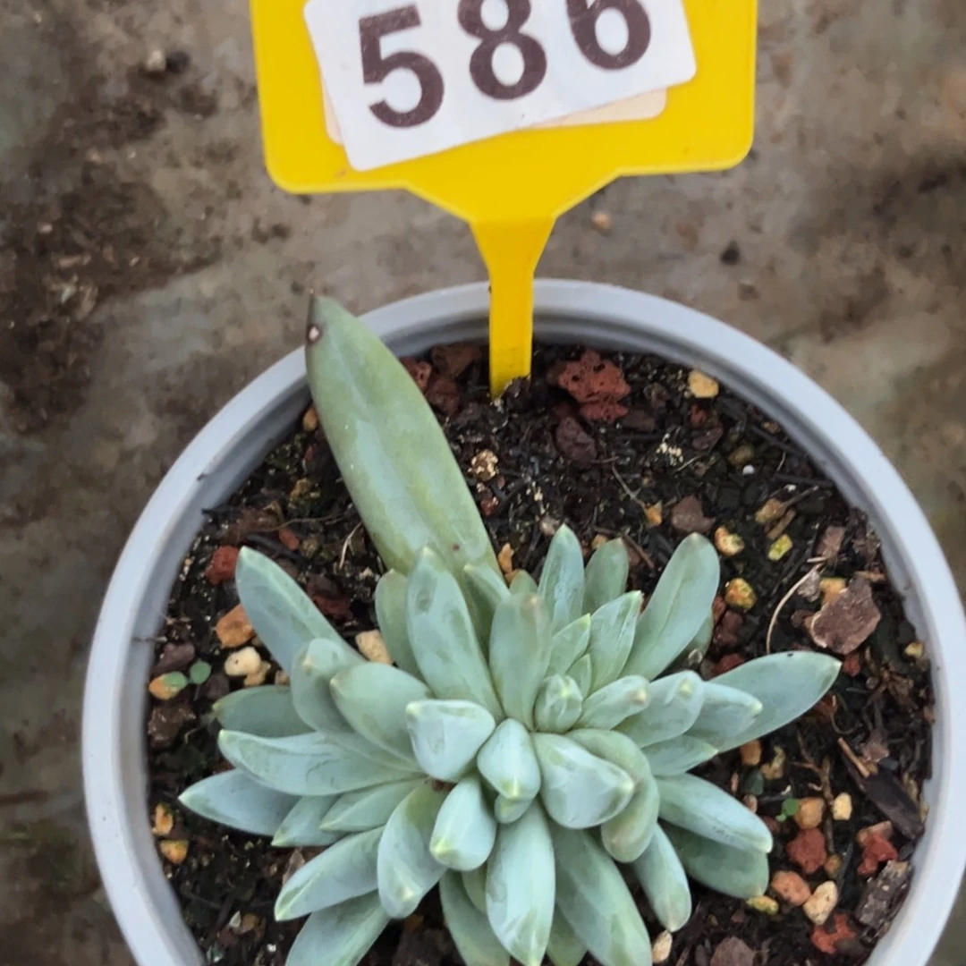 王*岁琉璃多肉植物586