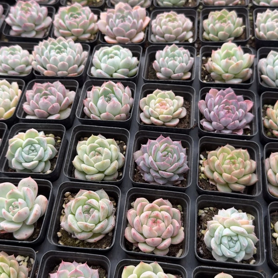 美尼体糖心珍妮脱土发货量拍20-106