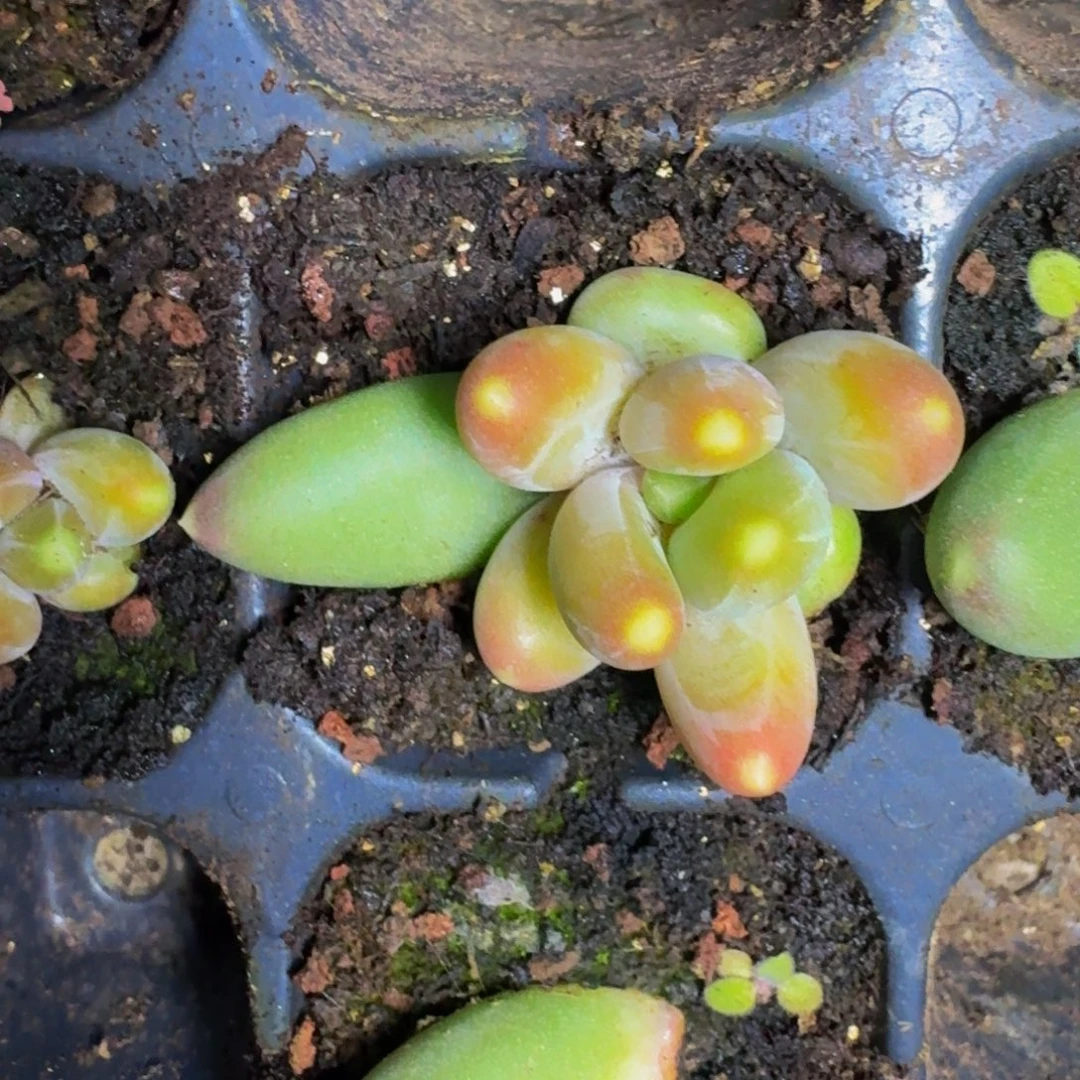 迷雾森林 叶插 一物一拍