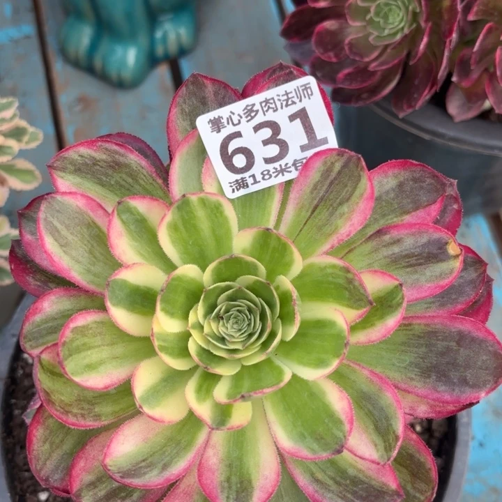 631海王捧花掌心多肉法师锦不包侧枝断枝