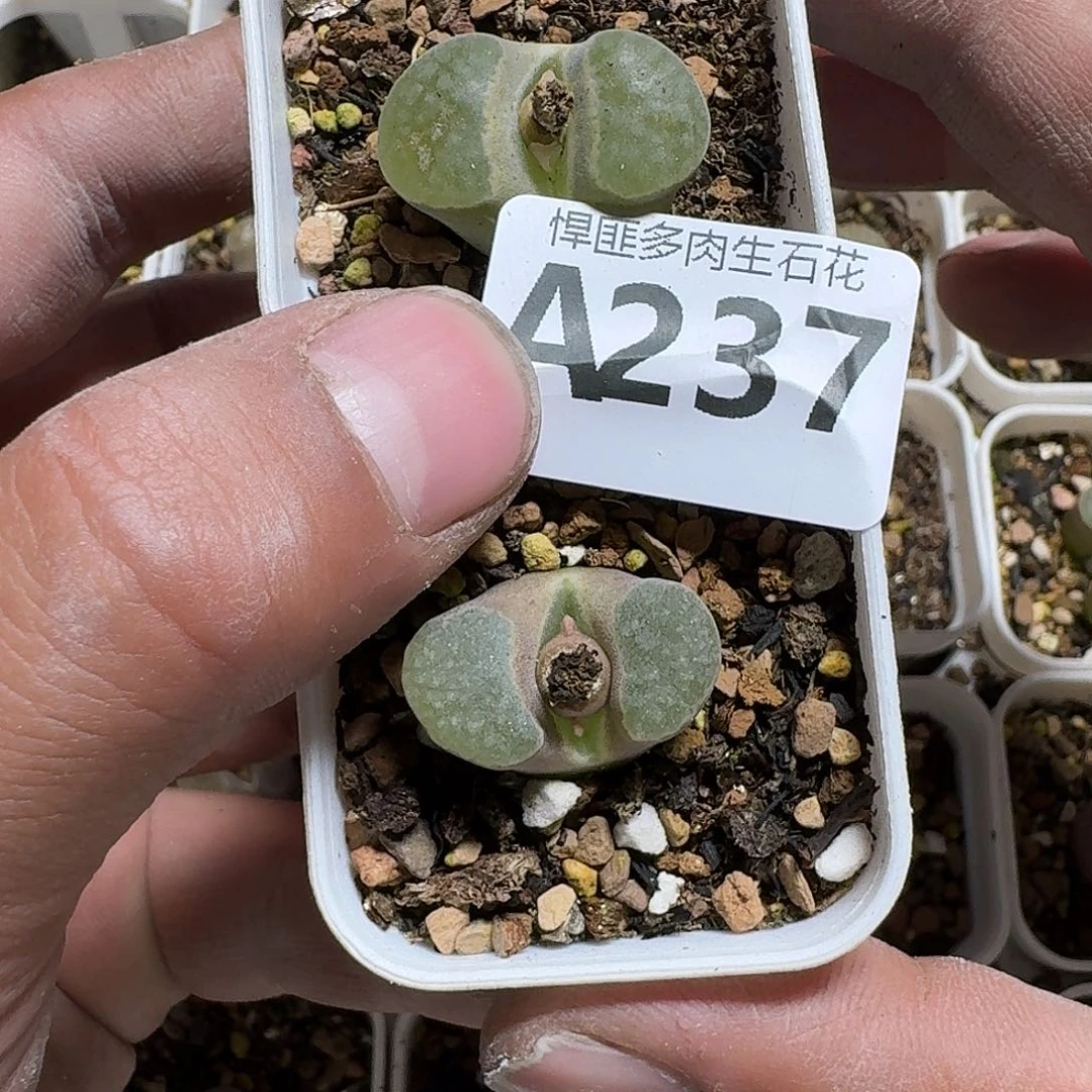 E***l237 多肉植物多肉植物