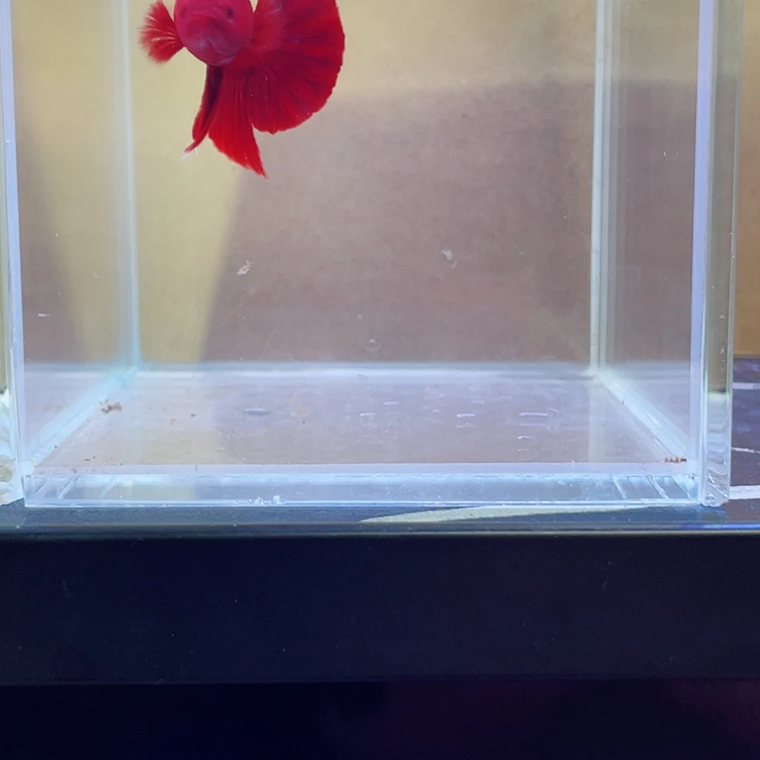 斗鱼跑单小黑屋67