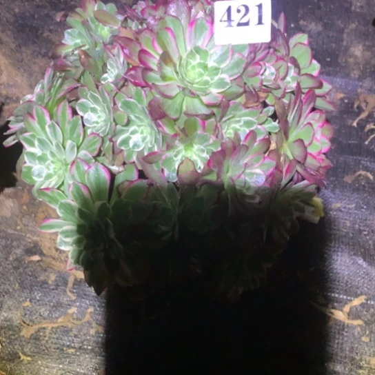 多肉植物海鲜421