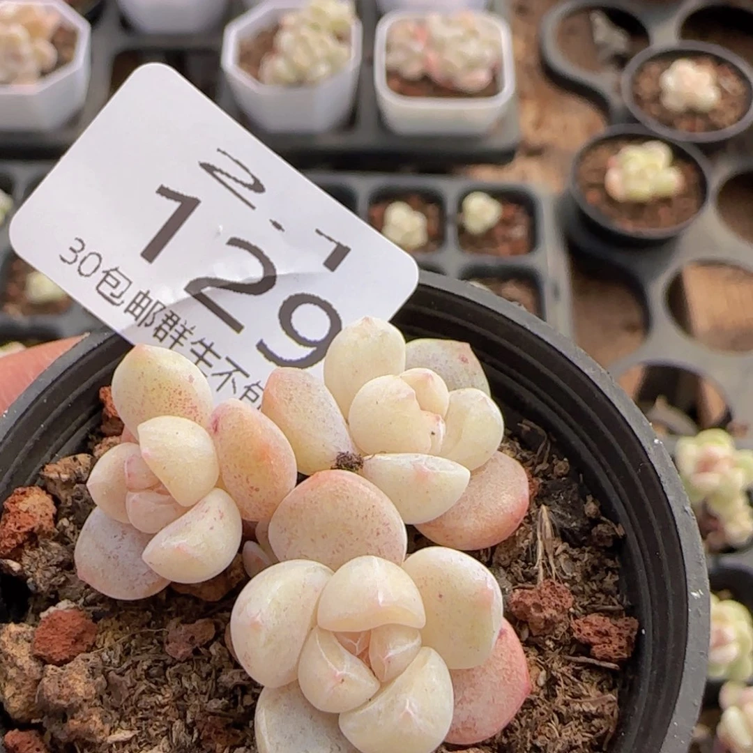 知**?小脸冰玉三头一颗脱土