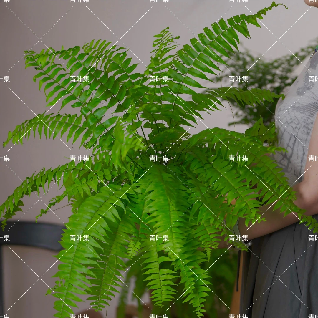 【青叶集】霸王蕨室内垂藤观叶植物好看耐养盆栽绿植