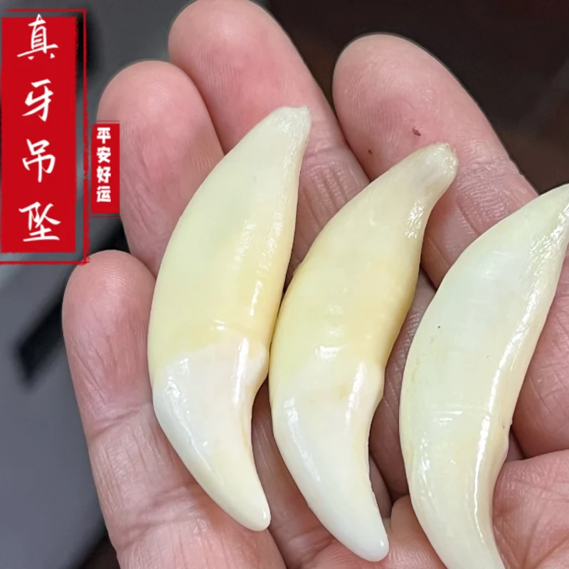 【直播专享尺寸找客服】黑狗牙饰品个性挂坠儿童 男女款獒牙吊坠