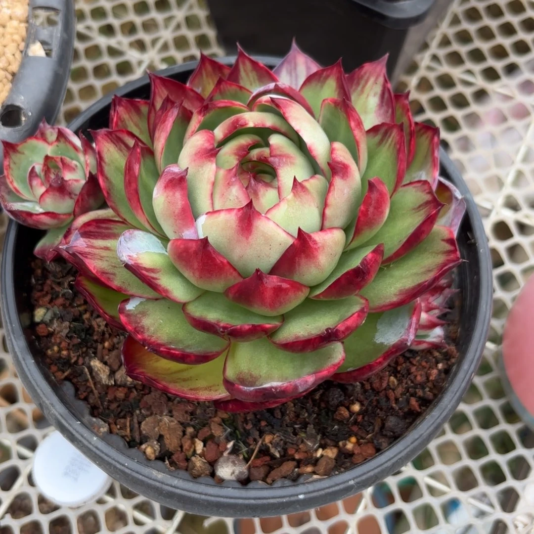 花****哈哈哈哈哈哈哈哈哈哈宝贝吧