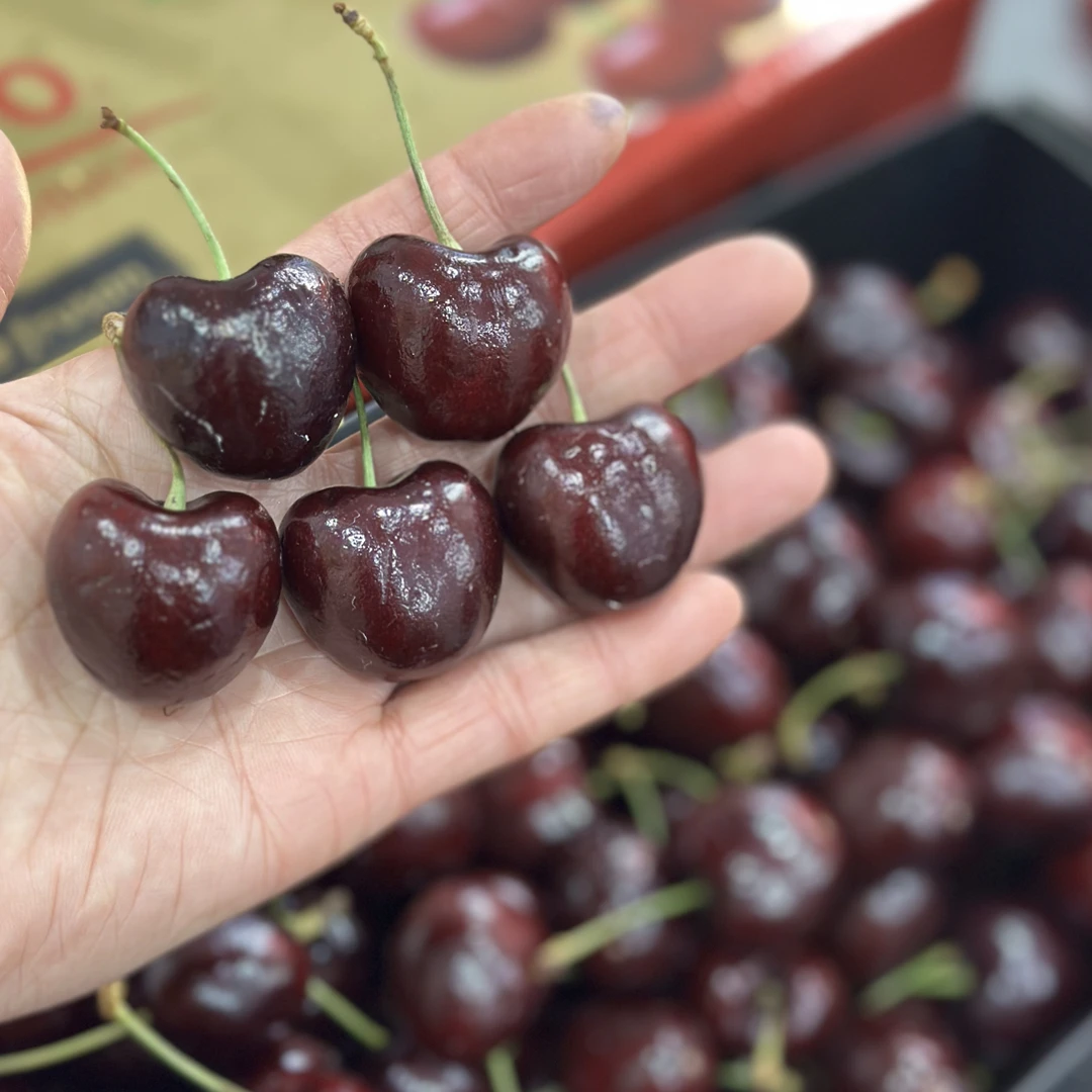 【新鲜上市】海运 桑提娜 车厘子3J规格 4斤装*一箱（礼盒随机）桑提娜智利