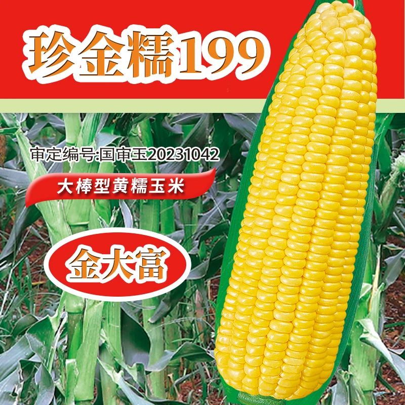 黄糯玉米种子大全春秋播种苞米种籽杂交糯玉米籽种金大富玉米种子