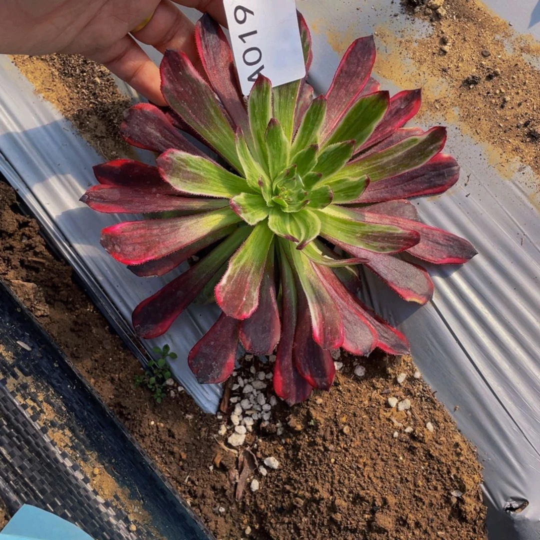 019萝莉石化锦多肉植物