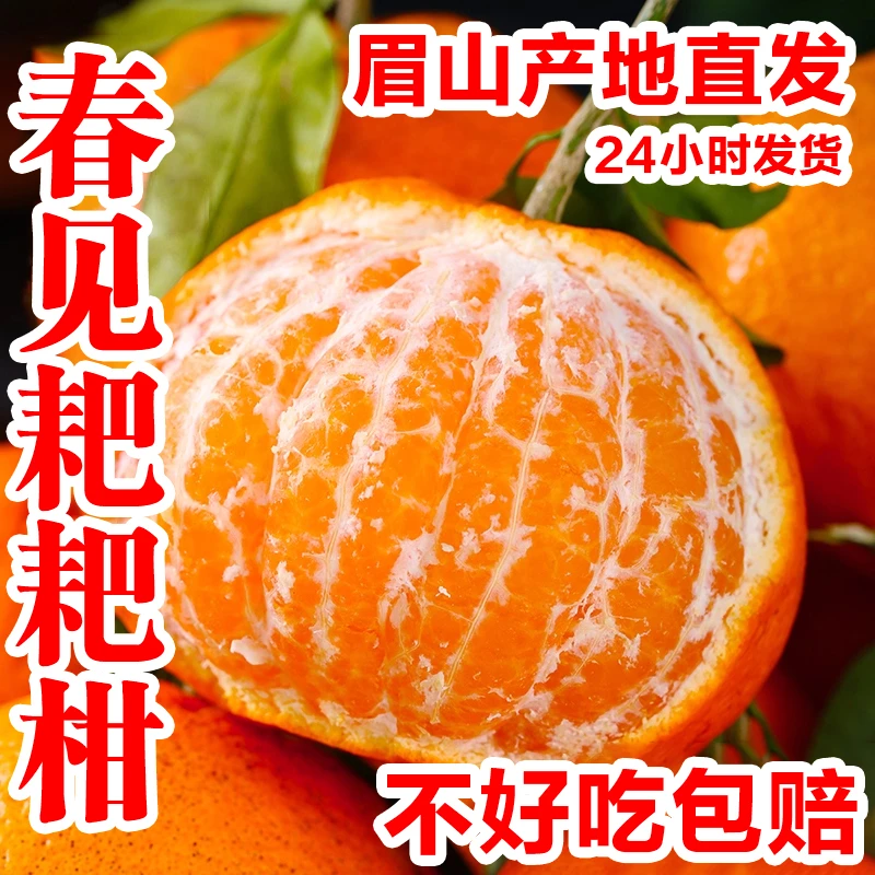 四川春见耙耙柑新鲜冬天水果当季热销产地直发10斤装非丑橘桔2025