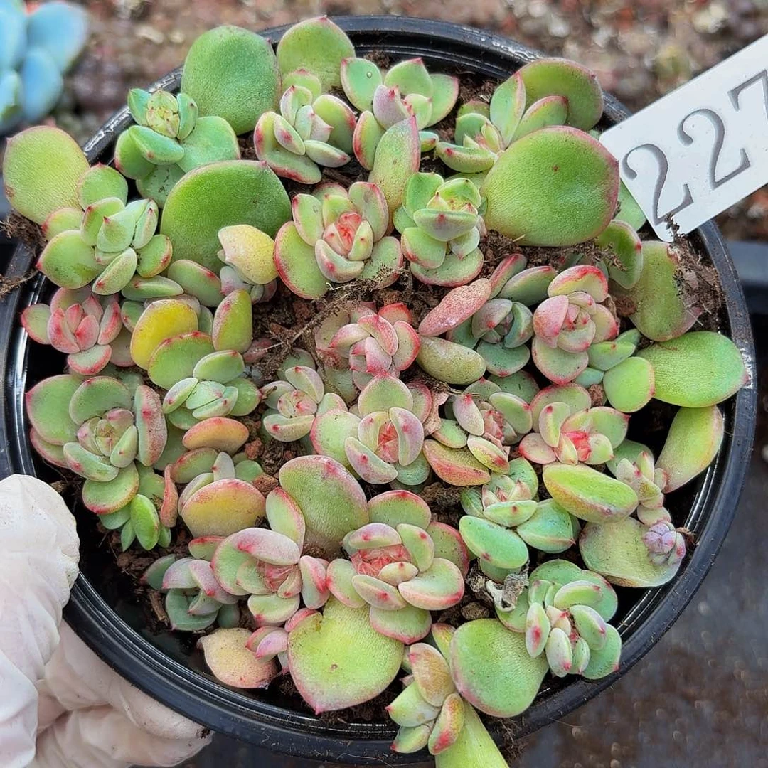 多肉植物多肉植物227