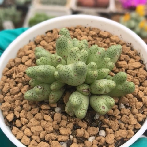 多肉肉锥 草莓斑马 28头